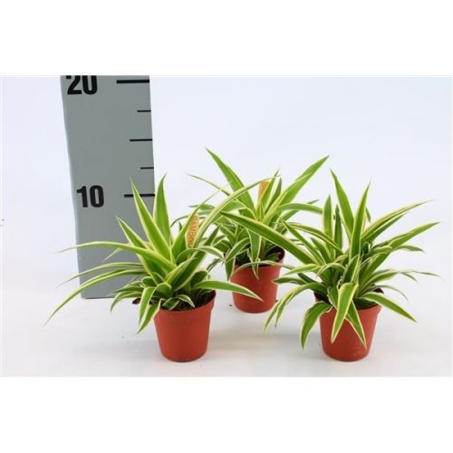 Chlorophytum comosum ocean bambino