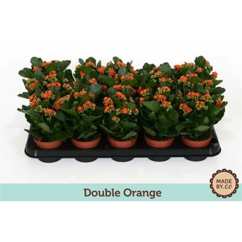 Kalanchoe calandiva oranje