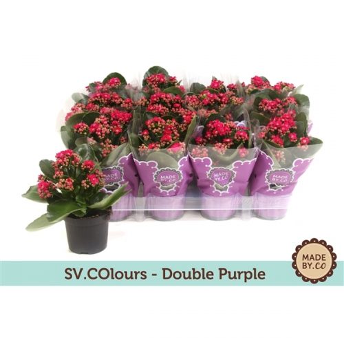 Kalanchoe calandiva paars