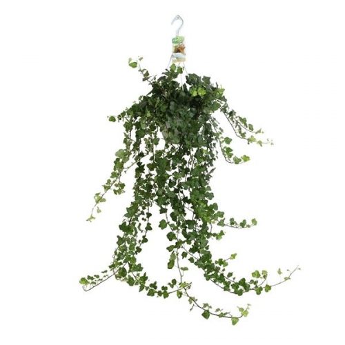 Hedera helix wonder