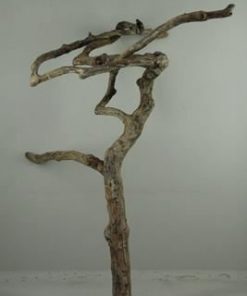 Coffee tree medium 110-150cm - Coffee tree medium 110-150cm