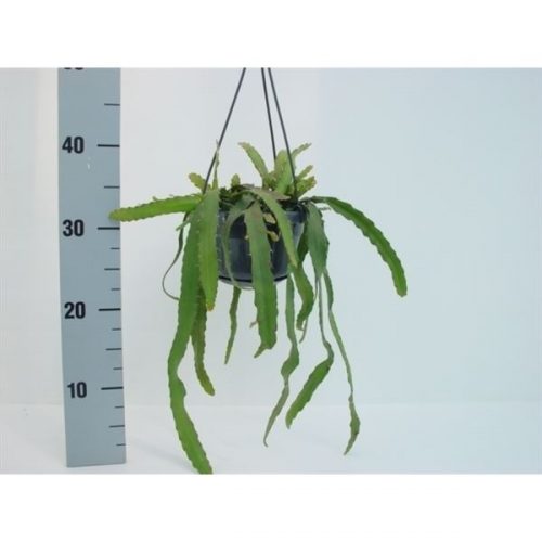 Rhipsalis monocanthe