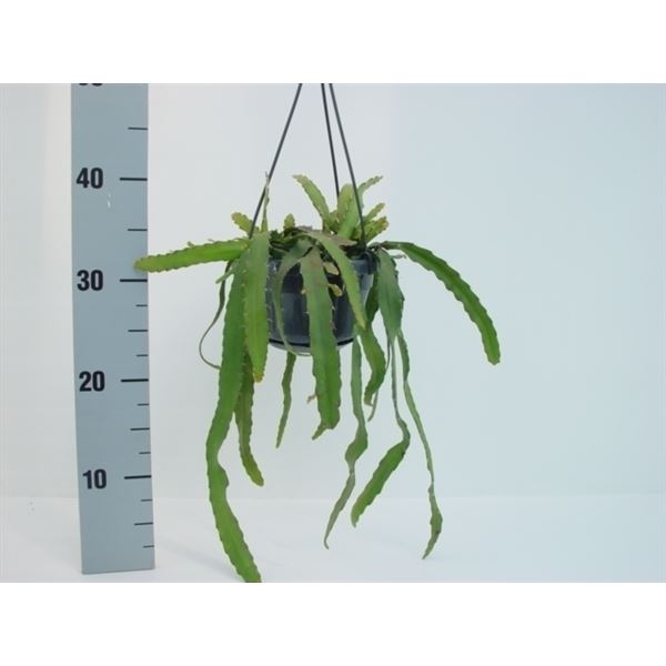 Rhipsalis monocanthe