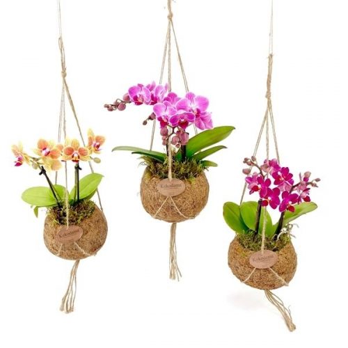 Kokodama phalaenopsis mix kds12orch2t