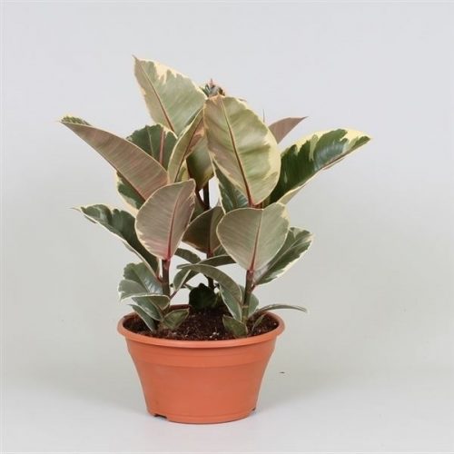 Ficus elastica tineke