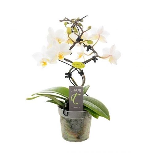 Phalaenopsis multiflora dance shape-it