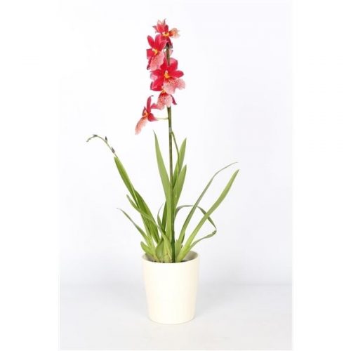 Cambria nelly isler fp165-120.02