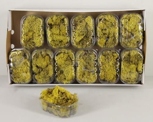 Moss icelandic yellow box - Moss icelandic yellow box