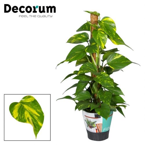 Epipremnum aureum mosstok	 80cm mosstok	-	5	-	Adet