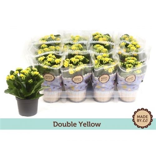 Kalanchoe rosalina geel