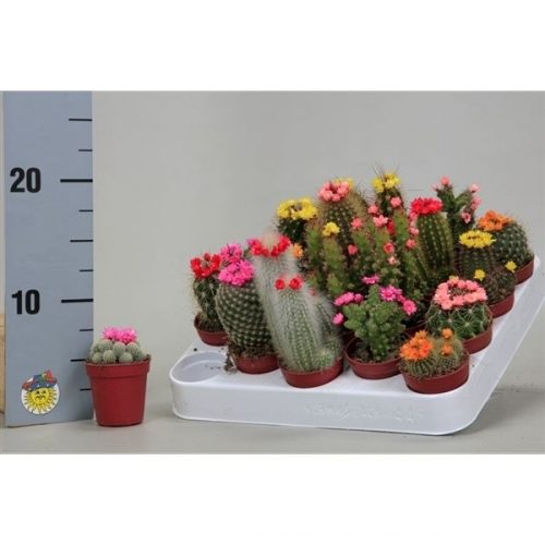 Cactus mix