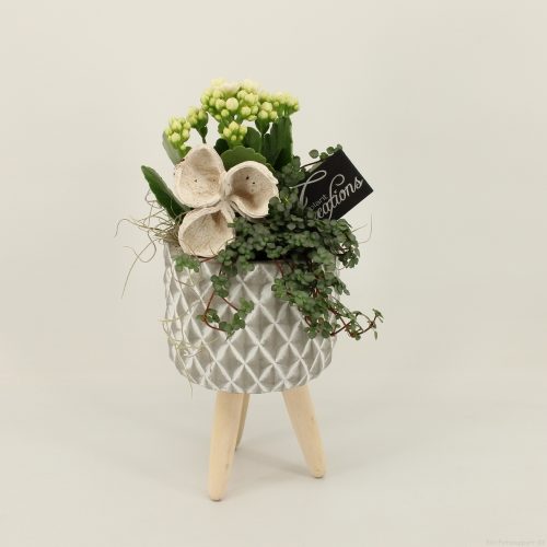 Escr-2016 essentials	-	6	-	Adet