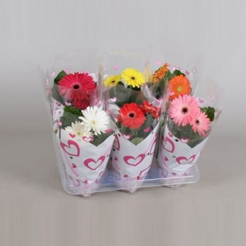 Gerbera mix