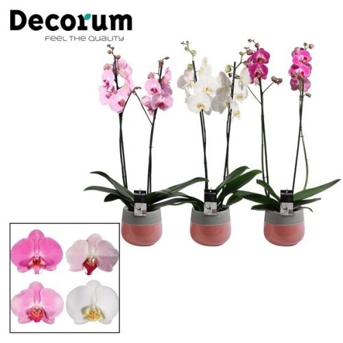 Phalaenopsis mix p2tdpch	 2 tak in christa keramiek	-	3	-	Adet