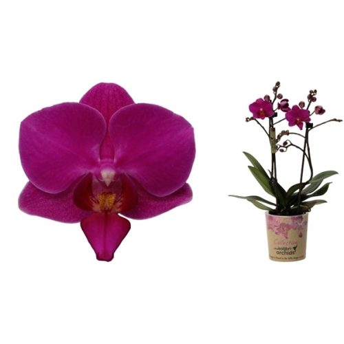 Phalaenopsis multiflora kolibri america