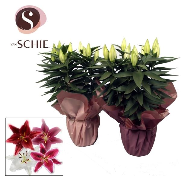 Lilium oriental mix