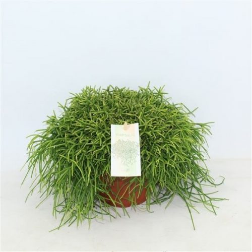 Rhipsalis baccifera oasis