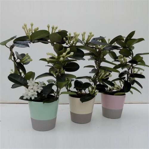 Stephanotis floribunda fleur parfum