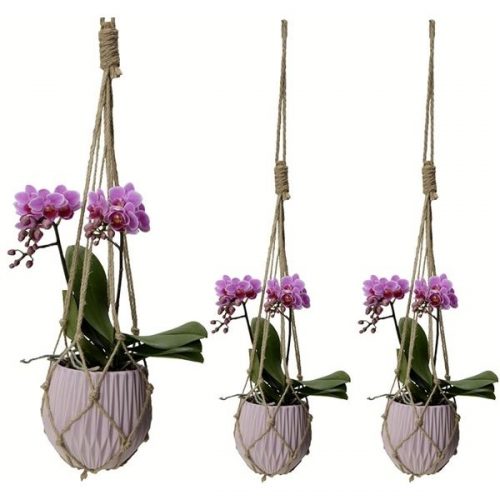 Phalaenopsis multiflora kolibri paars 12968vi