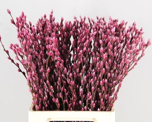Salix Wilgenkatjes Pnt. Erica - Salix verf