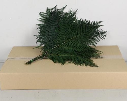 Preserved Leaf Fern Green Bs - Preserved Leaf Fern Green Bs