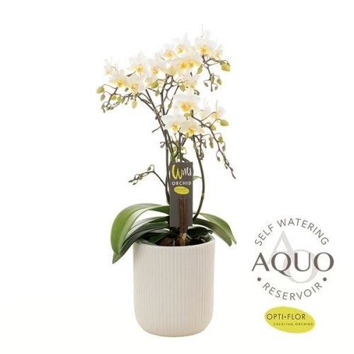 Phalaenopsis multiflora willd white w12arw