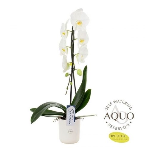 Phalaenopsis wit g94a