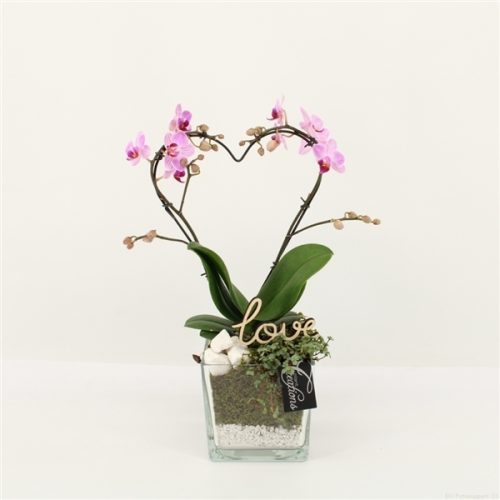 Phalrm-2008rz romantic phalaenopsis	-	6	-	Adet