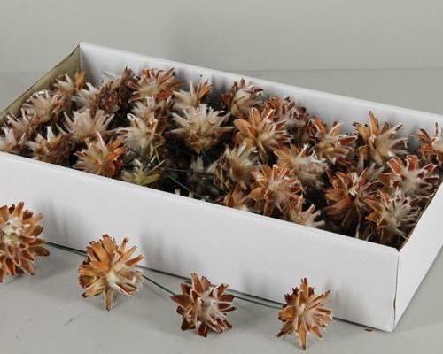 Plumosum 10cm Wire Box(55p) - Decoratiemateriaal (h%)