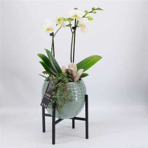 Phal-2023w phalaenopsis creatie	-	6	-	Adet