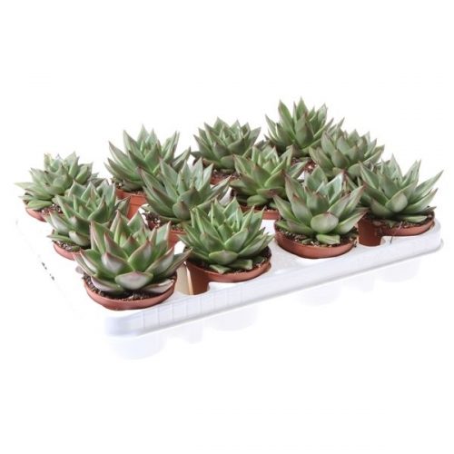 Echeveria agavoides ec8041