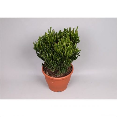 Crassula ovata hobbit
