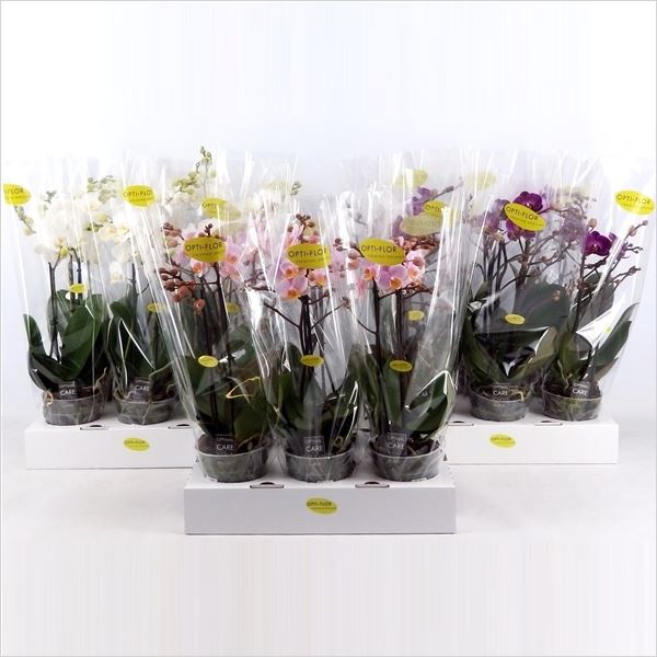 Phalaenopsis multiflora mix 1 Phalaenopsis multiflora mix