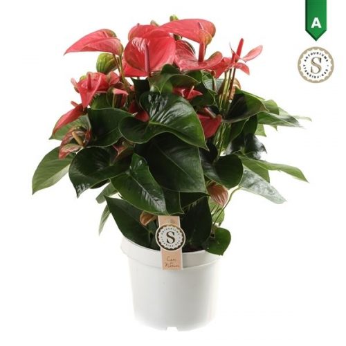 Anthurium andr. pink champion