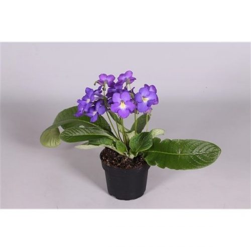 Streptocarpus blauw