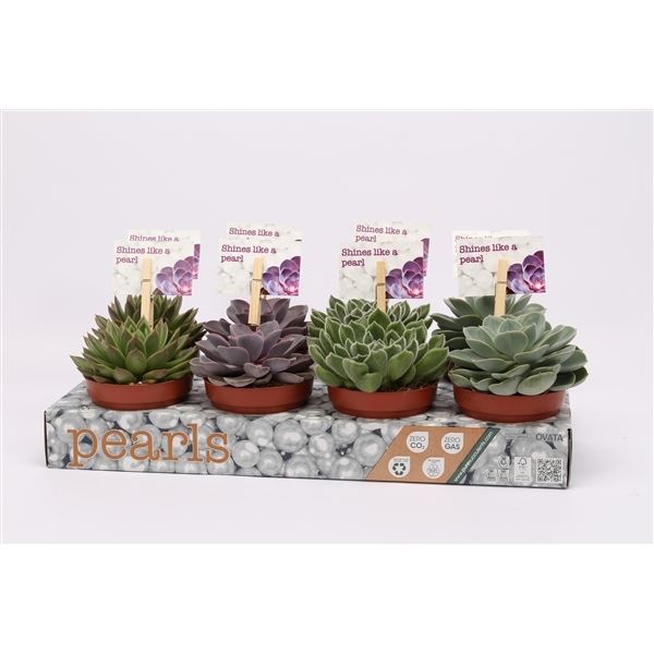 Echeveria mix