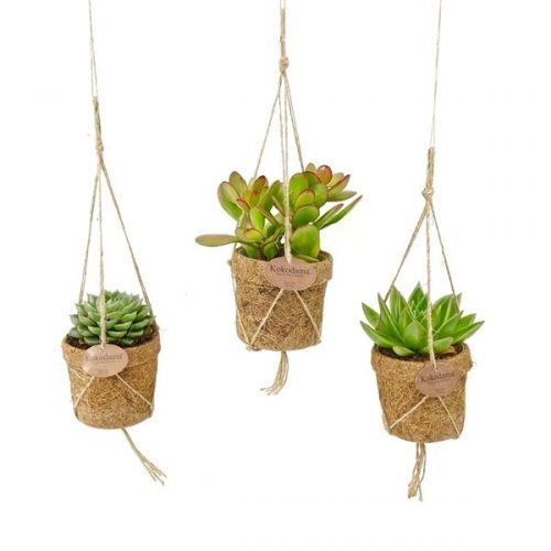 Kokopot succulent mix kps10succ