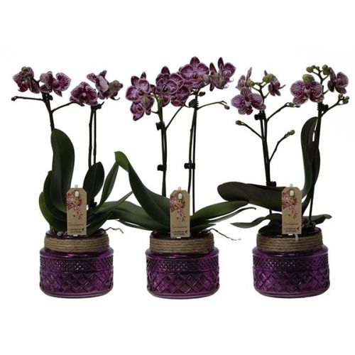 Phalaenopsis multiflora kolibri mix 12990exv