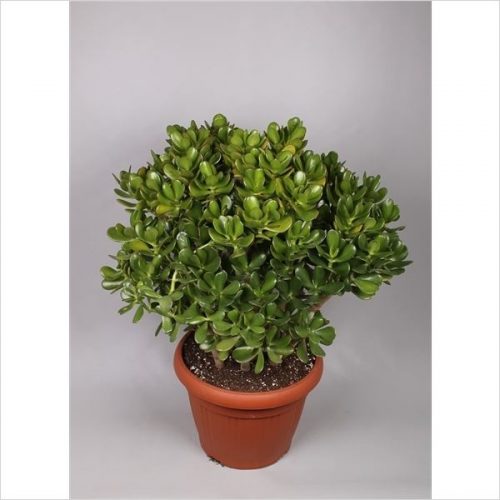 Crassula ovata