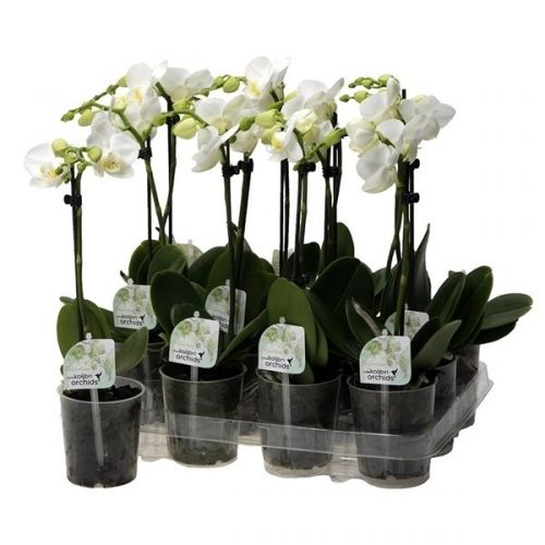 Phalaenopsis multiflora kolibri wit