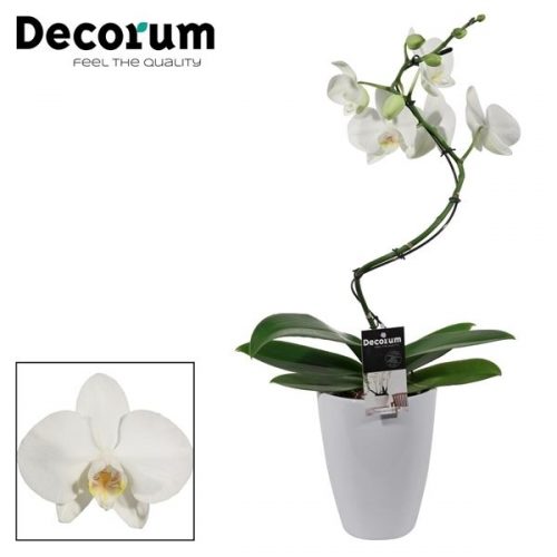 Phalaenopsis wit curvy pcwdpc	 1 tak in carly pot	-	5	-	Adet