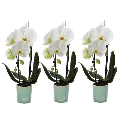 Phalaenopsis multiflora kolibri big sensation wit