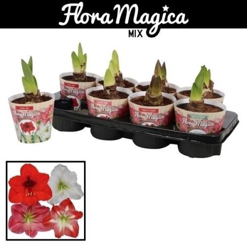 Hippeastrum mix 2 knop op in potcover