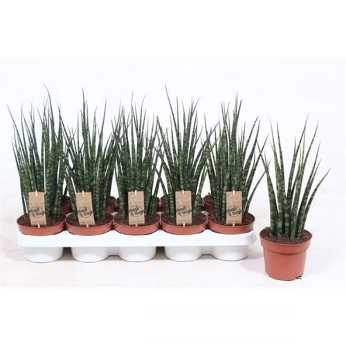 Sansevieria fernwood mikado