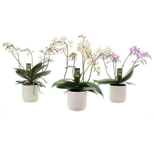 Phalaenopsis wild mix wm12k