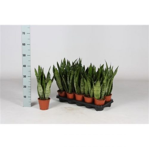 Sansevieria zeylanica