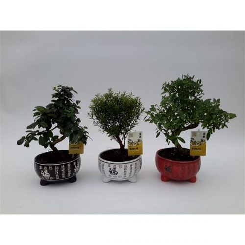 Bonsai mix