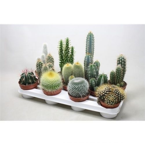 Cactus mix