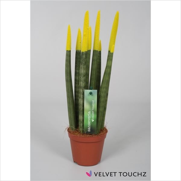 Sansevieria cylindrica spaghetti velvet svt09zk05 1 Sansevieria cylindrica spaghetti velvet svt09zk05
