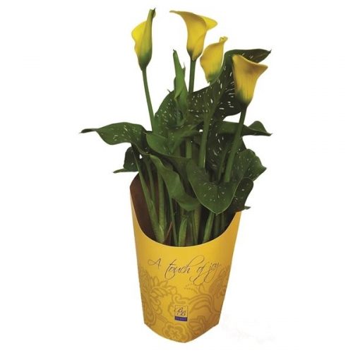 Zantedeschia geel